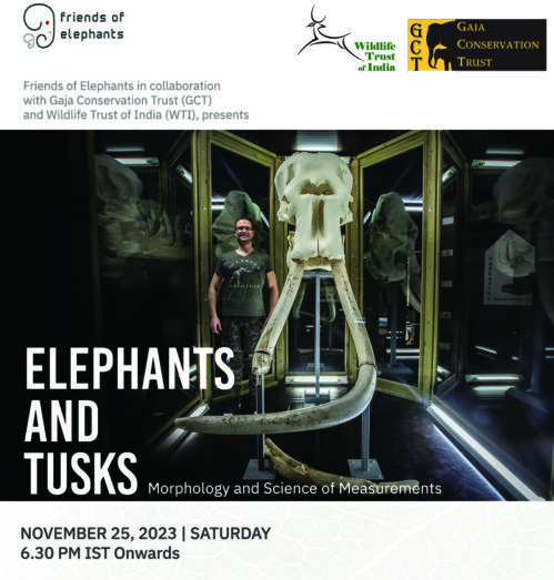 Elephants & Tusks